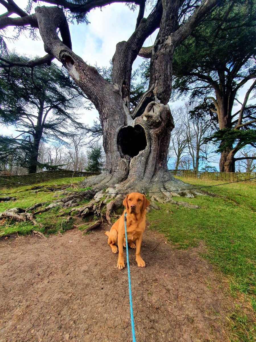 Thr Harry Potter Tree at Blenheim Palace Park doesn't scare this good boy...

Another thing that makes housesitting perfect for me is the chance to discover &amp; explore new villages, woods, and parks.