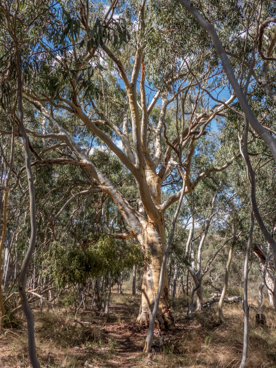 c_mperman's tweet photo. #Canberrawalks today was a repeat visit to Gunghalin Hill, in lovely sunny weather. A very enjoyable walk. @KMRiethmiller @GbhvfRon @wapple15 https://t.co/aAfL0NHRtR