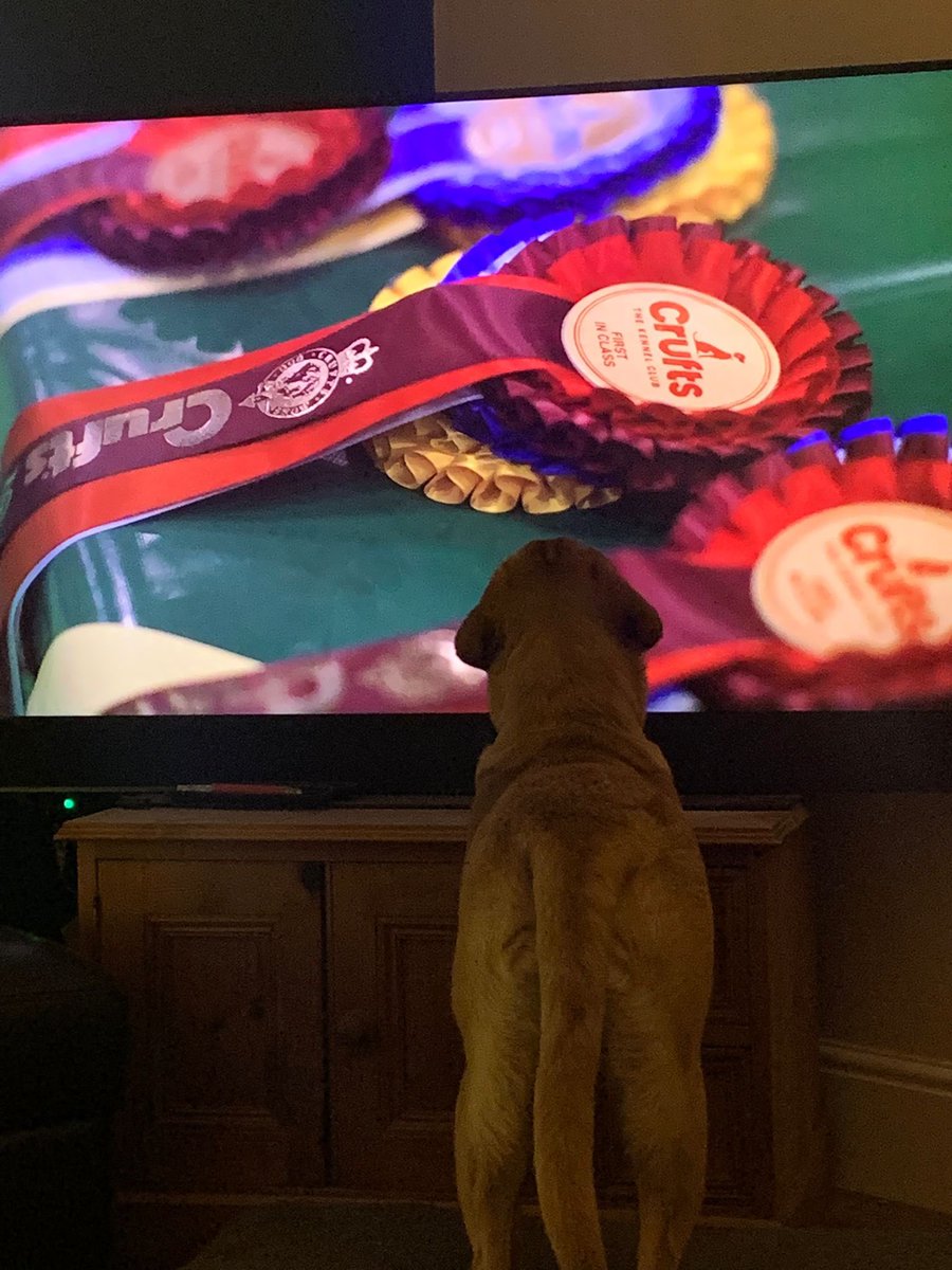lisajclyde's tweet photo. George is dreaming BIG #crufts2023 🤣 #Crufts2022 https://t.co/UDTd46ATK6