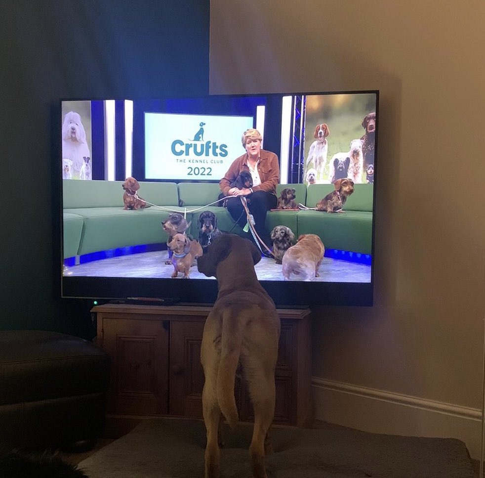 lisajclyde's tweet photo. George is dreaming BIG #crufts2023 🤣 #Crufts2022 https://t.co/UDTd46ATK6