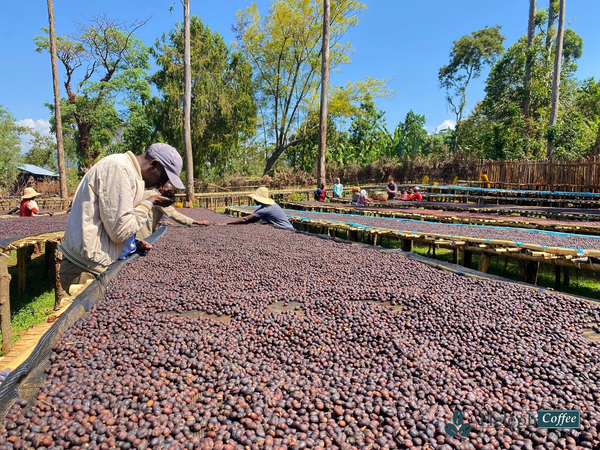 helephcoffee's tweet photo. Most of what we taste, we actually smell.
The only senses that we acquire or grab in our mouth are sweet, sour, bitter, umami and salty.
Without its smell, coffee would have only a sour or bitter taste due to the organic acids. https://t.co/695oHBatFY