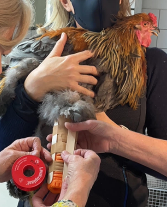 sarahmoore_dt's tweet photo. Some of my students tried to help a legless Rooster #prototyping #designiterations #makermindset #prosthetics @FIS_School @FIS_Design https://t.co/2taRZDkxCZ