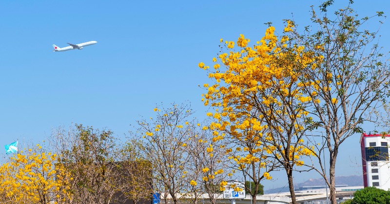 hkairport's tweet photo. The #GoldenTrumpetTree are in full bloom here🌼 under the lovely weather. ☀️
#hkairport #airport #hongkongairport #hkg #rosytrumpet #yellowpui https://t.co/mM2kFvKk9L
