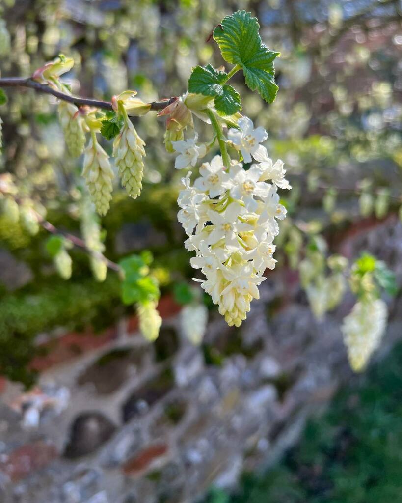 JSMgardendesign's tweet photo. These little beauties caught my eye yesterday on a glorious sunny spring day. Ribes sanguineum ‘White Icicle’ in flower in March which seems early, especially in N Norfolk. This flowering currant will grow to 1.5m high, 1.5m wide and likes full sun
.
.
#… https://t.co/cdbwYCNNHV https://t.co/3UWo0GGKHV