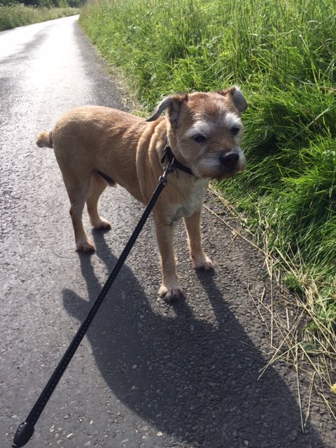 SnoopBT's tweet image. #FeelgoodFriday Hi pals, sorry I’ve been quiet lately. I’ve been diagnosed with breast cancer, I’m just trying to take it all in. I thought I’d share this pic of Snoop as it makes me smile. That gorgeous little face, with the wind in his ears! Hope it makes you smile too #btposse