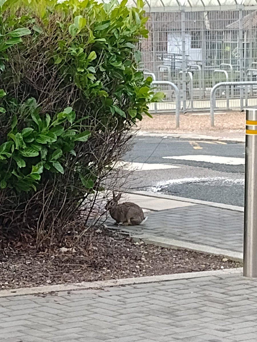 Dr Jen @axemaiden@mstdn.social tweet media