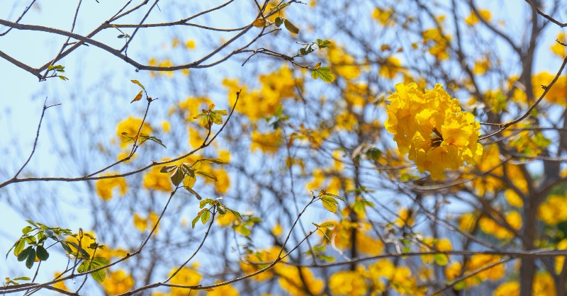 hkairport's tweet photo. The #GoldenTrumpetTree are in full bloom here🌼 under the lovely weather. ☀️
#hkairport #airport #hongkongairport #hkg #rosytrumpet #yellowpui https://t.co/mM2kFvKk9L
