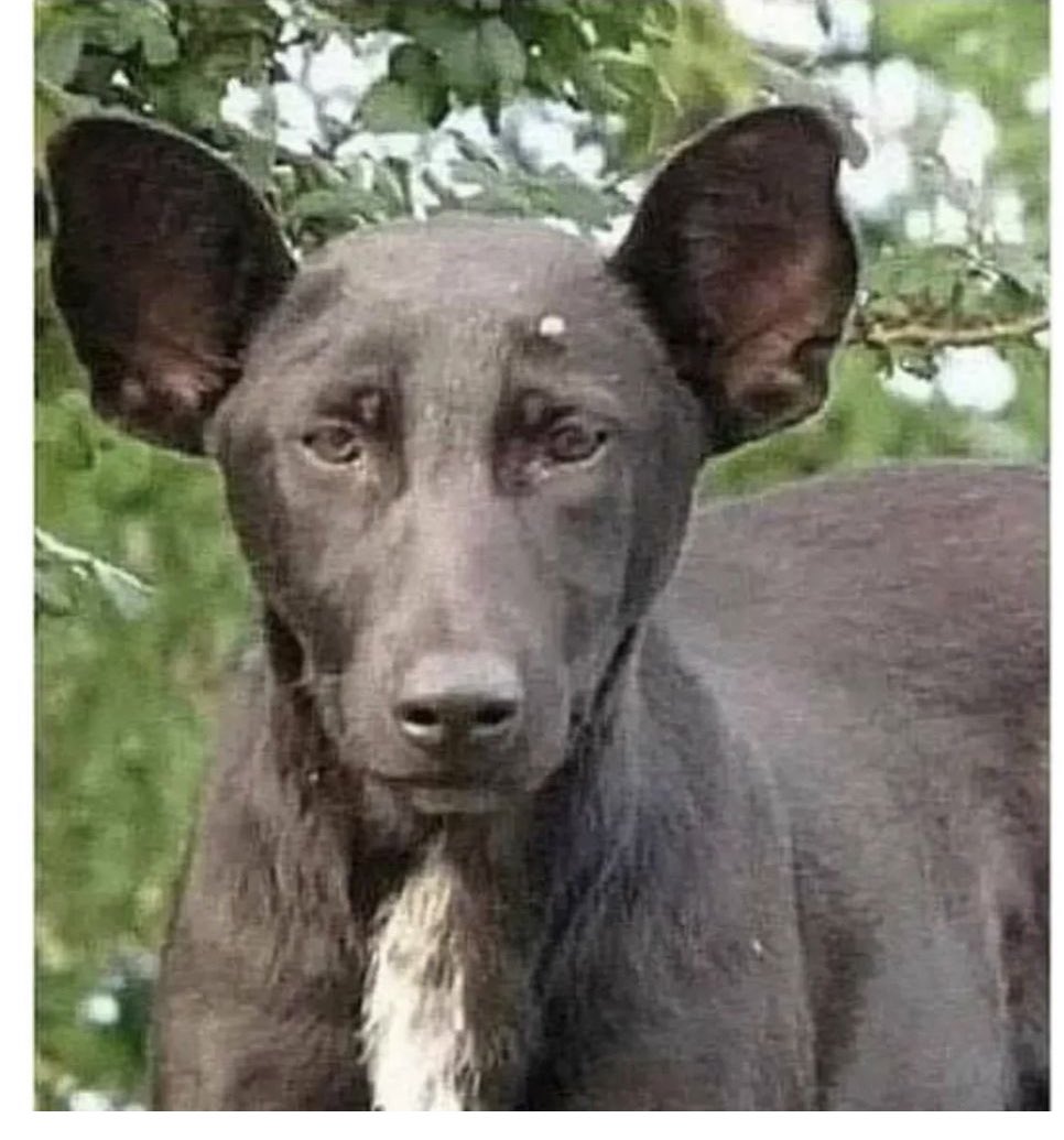 Heyawaan's tweet photo. Not sure if he is gonna bark or invade Ukraine https://t.co/w3CHy5yenZ