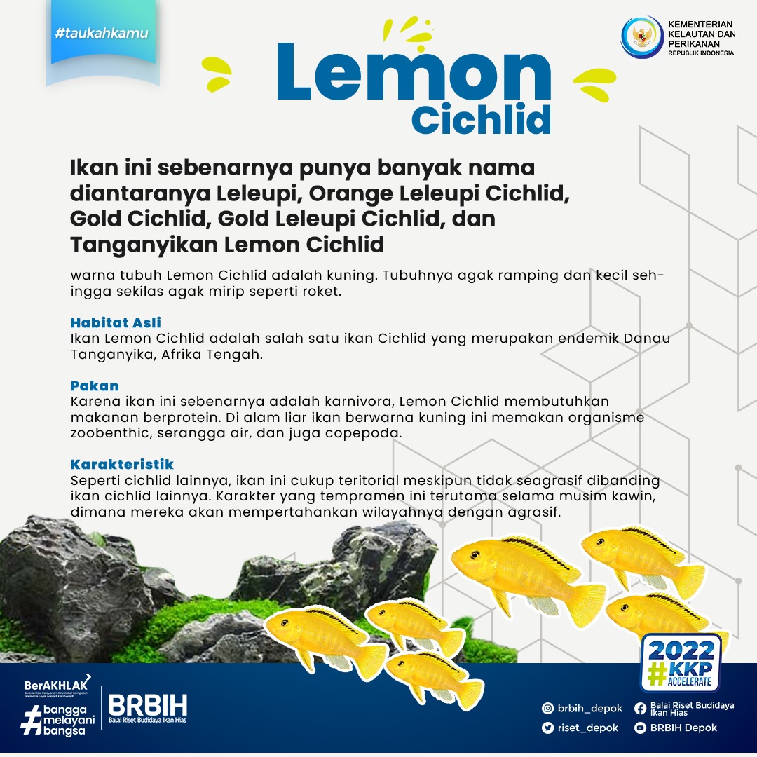 bppsdm_brbih's tweet photo. Seperti cichlid lainnya, ikan ini cukup teritorial meskipun tidak seagrasif dibanding ikan cichlid lainnya. Karakter yang tempramen ini terutama selama musim kawin, dimana mereka akan mempertahankan wilayahnya dengan agrasif.
#BRBIH #IkanHias #TauKahKamu #RedfinShark https://t.co/udD0eS2rsD