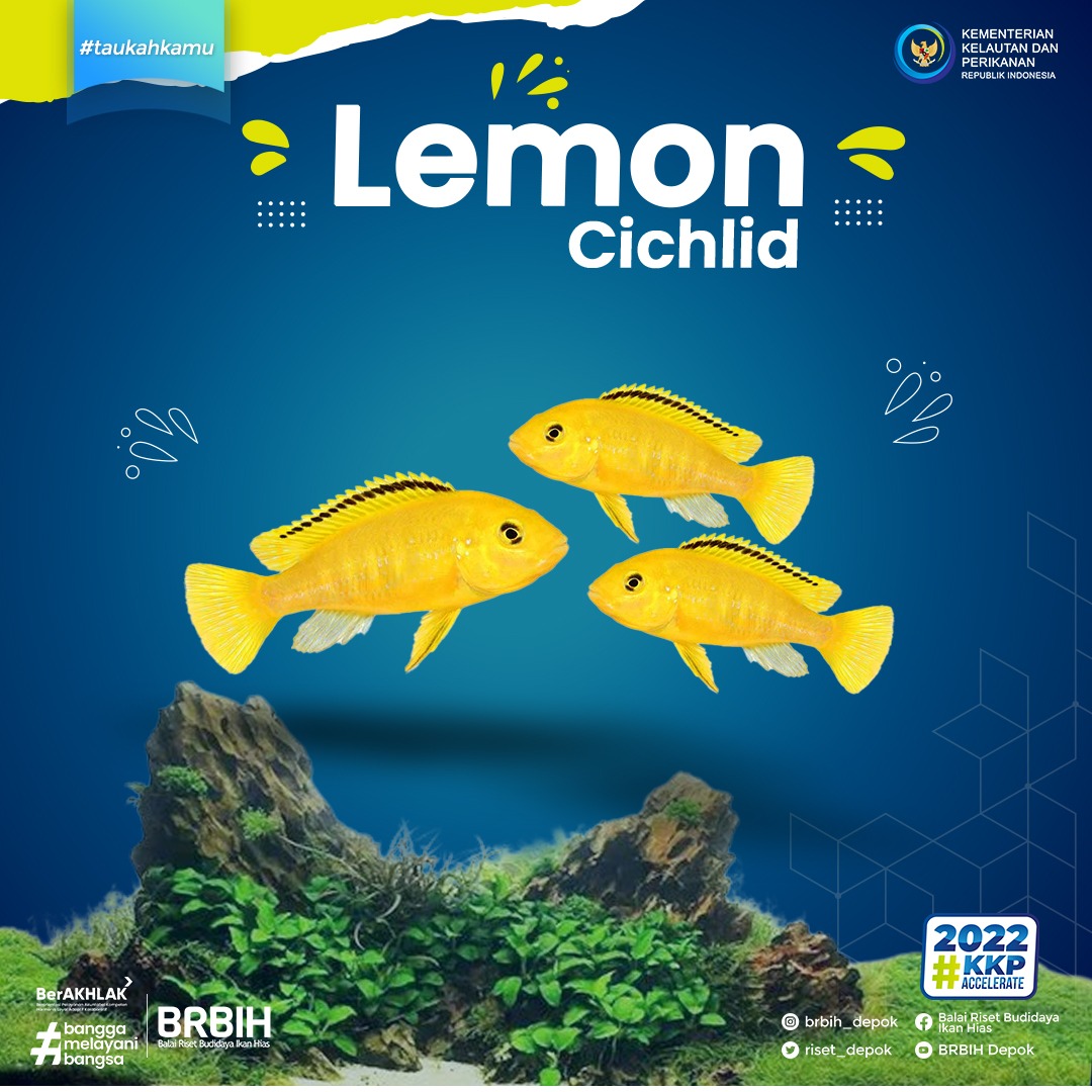 bppsdm_brbih's tweet photo. Seperti cichlid lainnya, ikan ini cukup teritorial meskipun tidak seagrasif dibanding ikan cichlid lainnya. Karakter yang tempramen ini terutama selama musim kawin, dimana mereka akan mempertahankan wilayahnya dengan agrasif.
#BRBIH #IkanHias #TauKahKamu #RedfinShark https://t.co/udD0eS2rsD