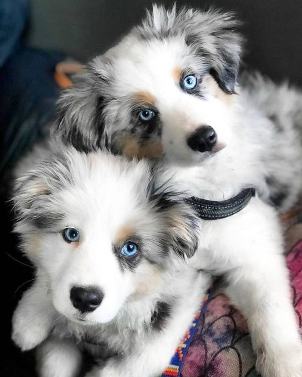Davy_TNT's tweet image. They are so cute 🤩🤩
❤🤍 #dogs #cute 🤍❤