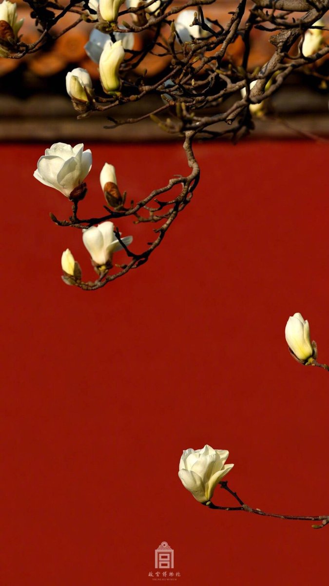 Teacher Amy@sayninhao_chinese tweet media