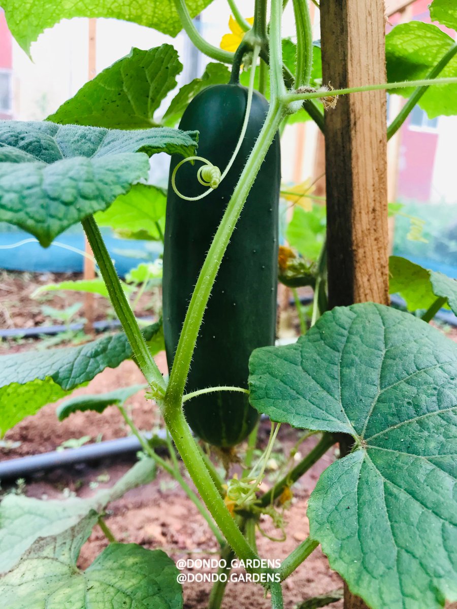 dondo_gardens's tweet photo. It's Friday! No better place to unwind than in a #Garden. Cheers! We look forward to the beautiful colours the garden will bring this weekend. #Healthyhabits #Healthyeating https://t.co/HbvwgtqOcK