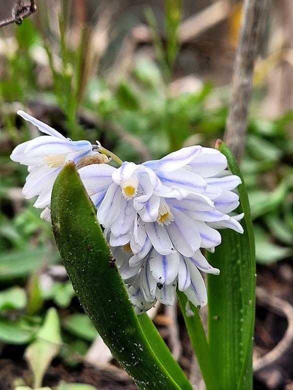 #gardening Identified as Striped Quill Puschkinia growing wild in my garden in North Carolina. First time I've seen one. The flowers are fragrant. It's really exciting for me.