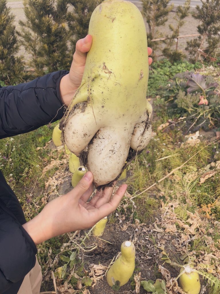 liver_llc's tweet photo. 農家さんにめちゃデカ大根と可愛い大根いただきました👨‍🌾

We harvested great size and chunky radishes 👨‍🌾 https://t.co/5XEoY6Znsk