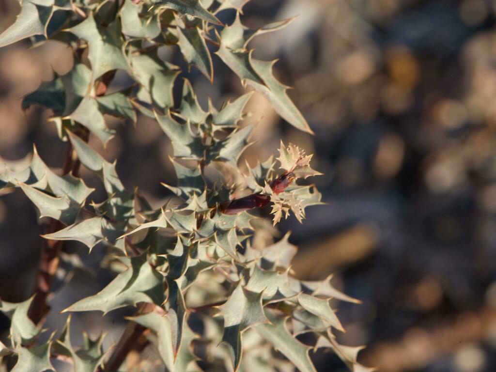 #gardening [OC] Fremont's Mahonia, Berberis fremontii, in xeriscape/native plant garden