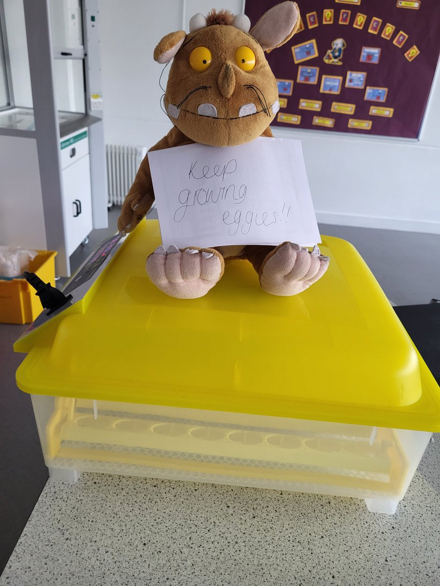 miss_hutton's tweet photo. Me and @mrs_mirfin egging (ππ) on the @RSHS_HighSchool chick's! https://t.co/0LHeMTtipo