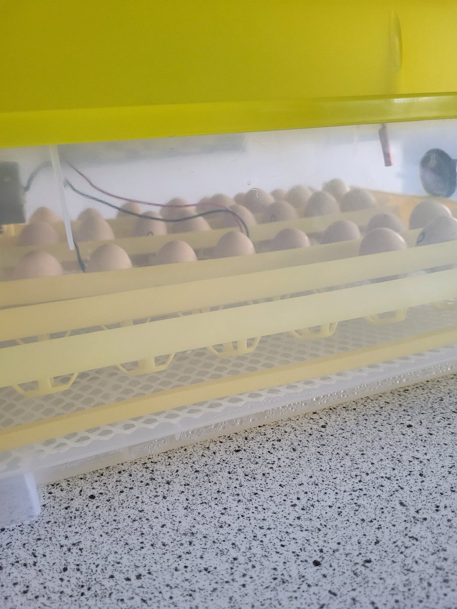 miss_hutton's tweet photo. Me and @mrs_mirfin egging (ππ) on the @RSHS_HighSchool chick's! https://t.co/0LHeMTtipo