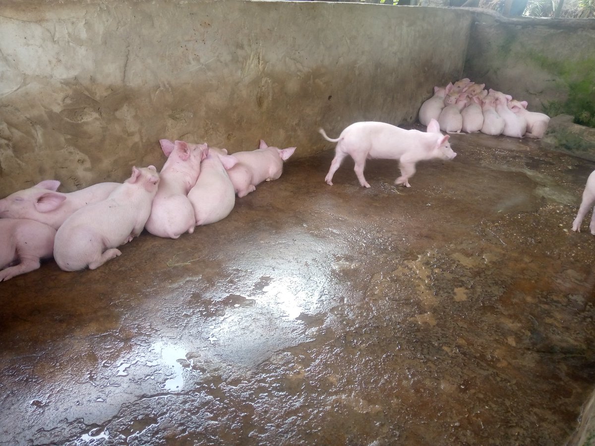 ViFarmsGh's tweet photo. Our newly set of weaned pigs at @ViFarmsGh 
In early days of weaning, there's high segregation among the weaned pigs since they're from different sows.

#LeanPork #catalyst #YouthInAgribusiness #AgricIsBae #PigFarmingInGhana #SDGs 
#sustainablefinance https://t.co/D4B2rXV2x1
