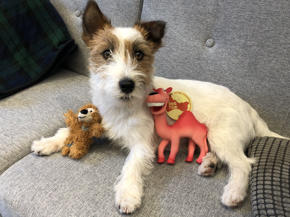 1巻をイメージして撮影してみました！
#ＧＣノベルズ
#おかゆ
#犬