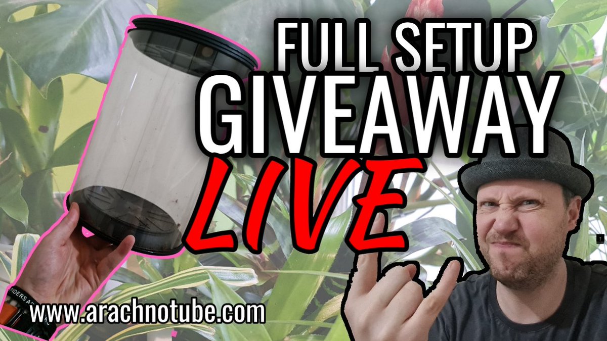 GarRees's tweet photo. Look out for the LIVESTREAM on Thursday 7pm - I'll be giving away a tarantula room 30cm tall enclosure with everything you need to jazz up that arboreal tarantula enclosure you've been meaning to upgrade but just didn't get around to it. 
#ArachnoTube #tarantula #spider #arachnid https://t.co/s4ALhYntcT
