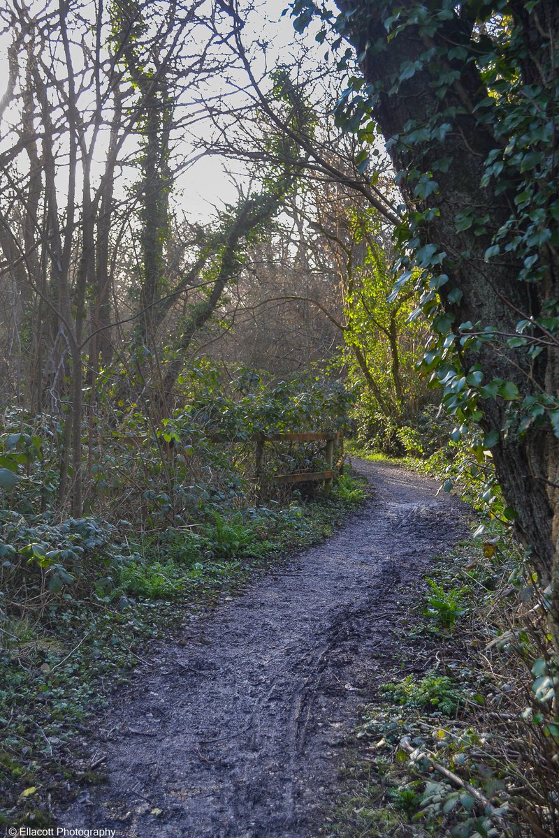 EllacottPhoto's tweet photo. Taken 17/2/2022: Milford on Sea, Hampshire #landscape #nature #travelphotography #photography https://t.co/i15u7Rmj0m