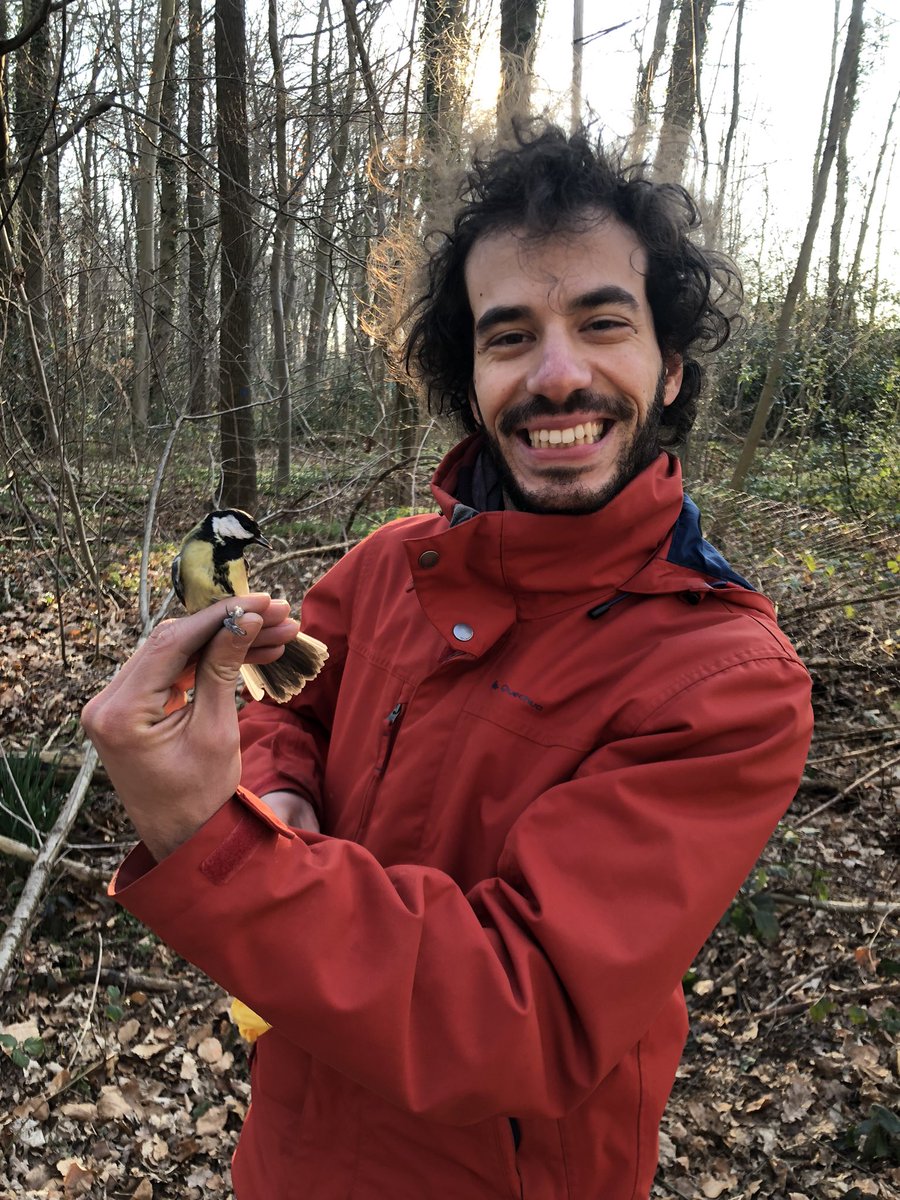 dewolf_katrien's tweet photo. Bird assistant 🤓✅ helping out with capturing Great tits. But Wrens also want to join Cesare Pacioni @TEREC_ugent @DiederikStrubbe #fieldwork #Gontrode https://t.co/zfKxl5iOrq