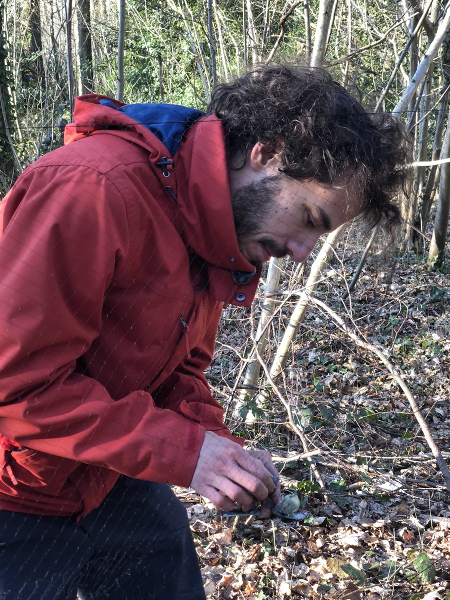 dewolf_katrien's tweet photo. Bird assistant 🤓✅ helping out with capturing Great tits. But Wrens also want to join Cesare Pacioni @TEREC_ugent @DiederikStrubbe #fieldwork #Gontrode https://t.co/zfKxl5iOrq
