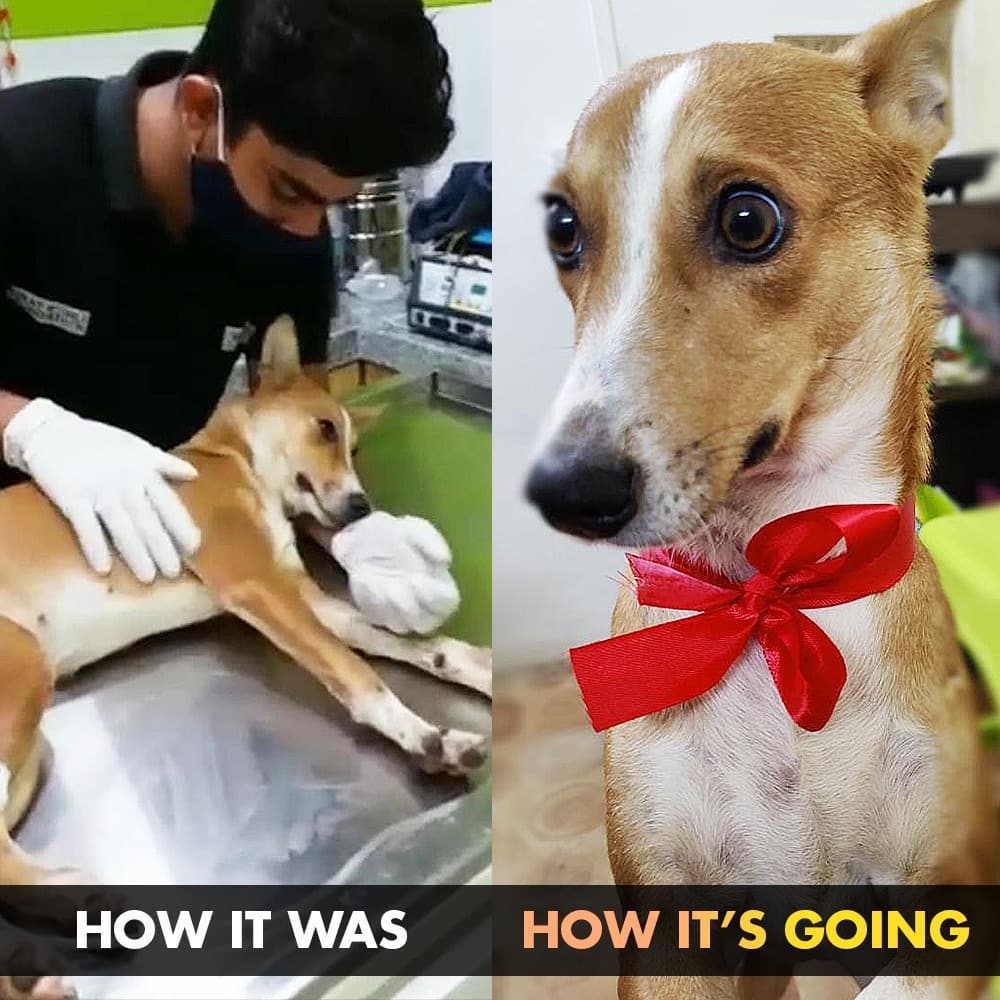 sevvafoundation's tweet photo. Meet our furry friend Julie 🐶

An unfortunate injury had left Julie severely injured. 

With care and treatment at the Vivaldis and Awaaz Trauma and Rehab Centre. We are glad to see her doing well. ☺️

#VKF #VKF4Change #AllLivesMatter #Vivaldis #Awaaz #AnimalWelfare #BarkOutLoud https://t.co/ZOD8lgfXy4