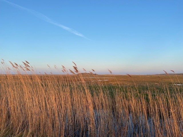 NorfolkCoastNT's tweet photo. Blue skies, golden reeds, marshes full of bird song, all looking good for hosting the breeding wading birds, Spring is gearing up.... where am I? https://t.co/DBvG4L6ae3