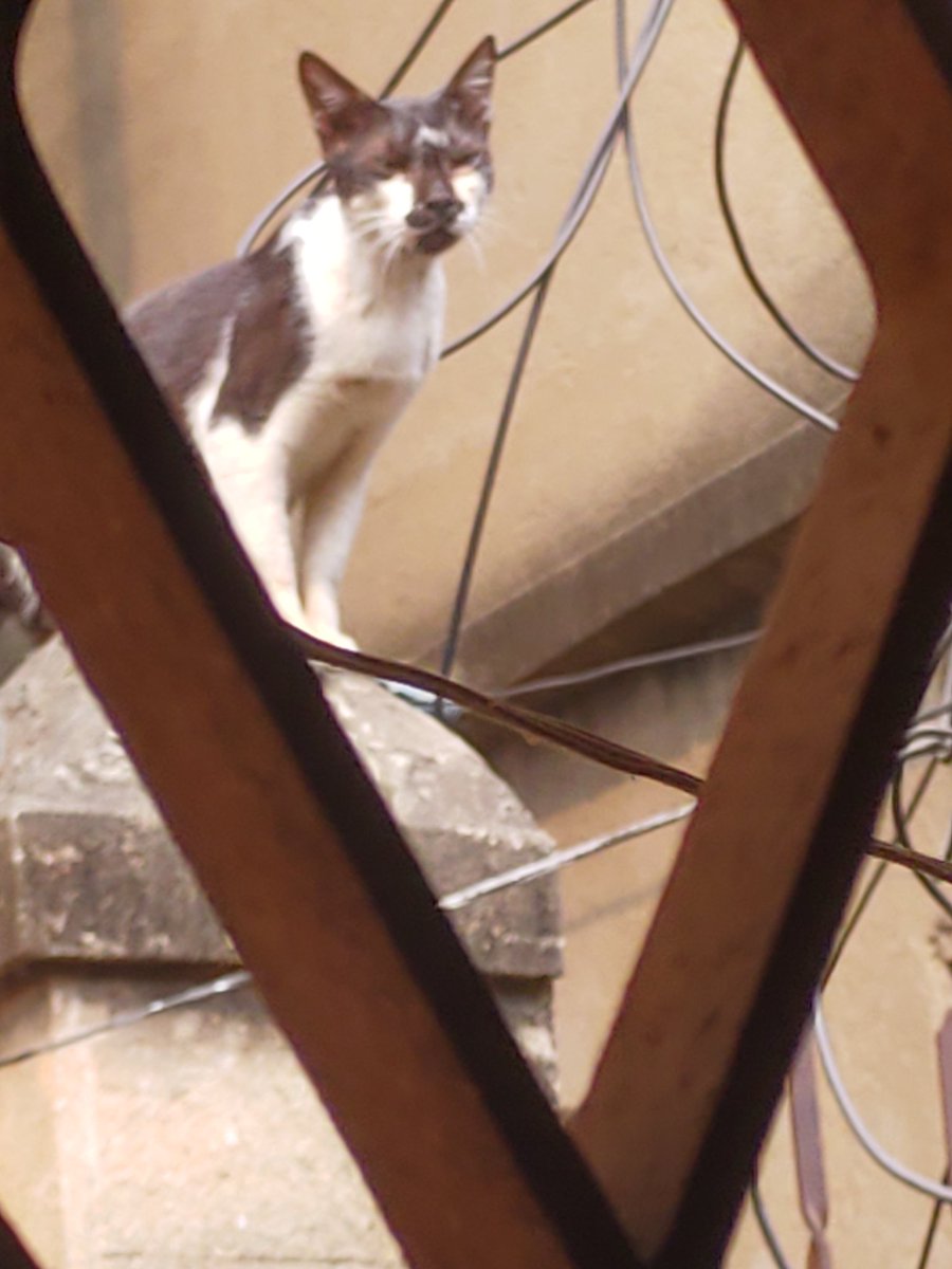 gyanes_bibs2017's tweet image. May be he's big fat ,but certainly,he's a mysterious cat..
#suddenclick