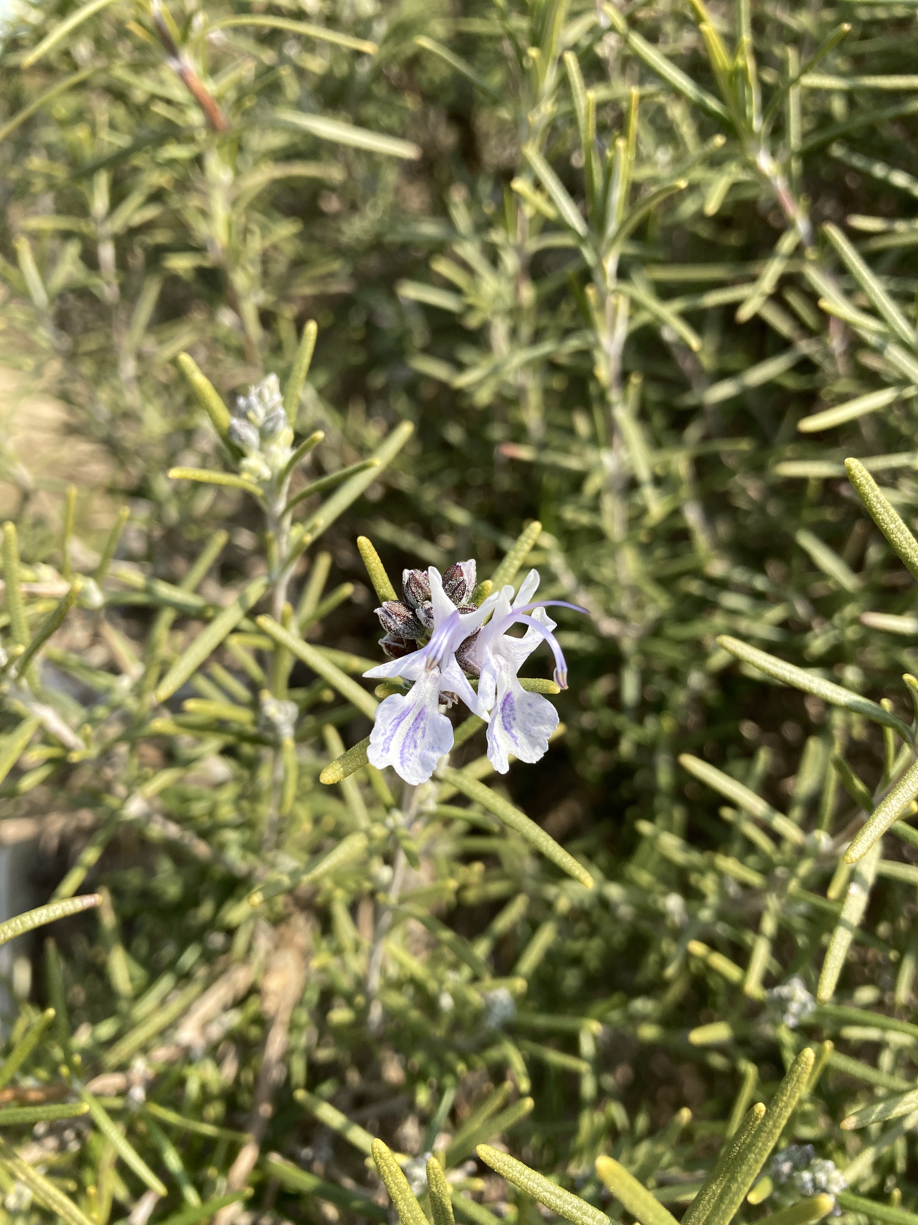きりり農園biogartenkiriri ローズマリーの花が咲きました ローズマリーの花言葉は 記憶 です ほんの心ばかりですが 祈りを込めて 私も頑張ります T Co Etklmz6vb0 Twitter