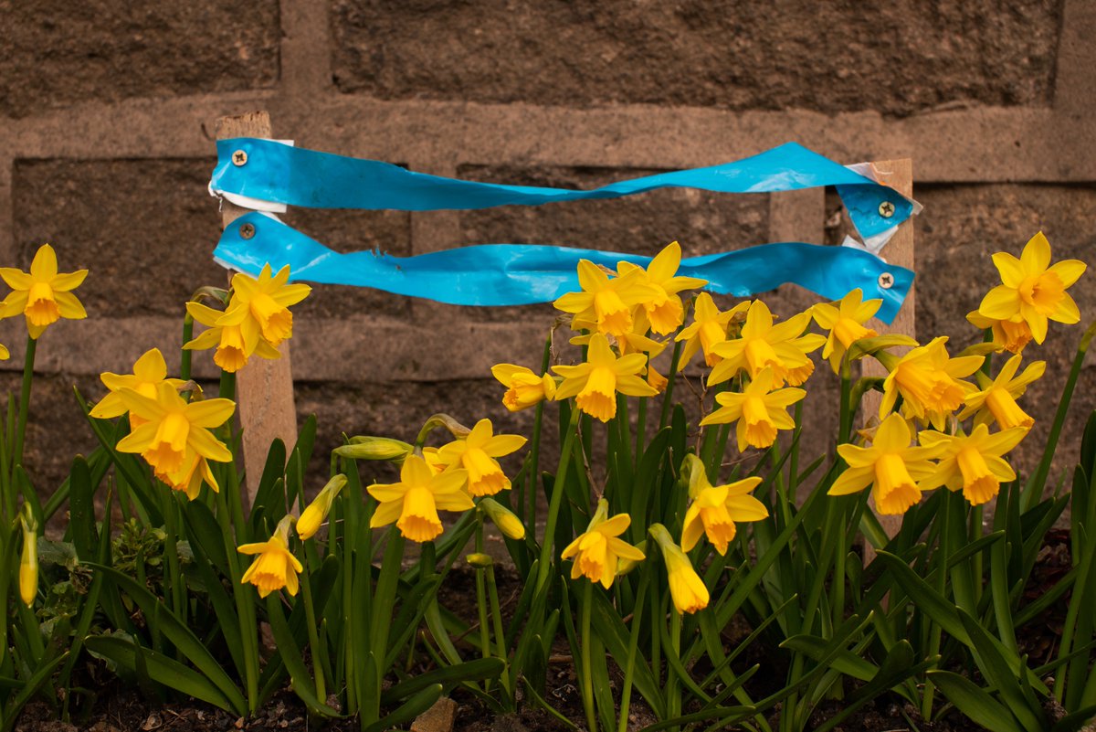 michaelfairles1's tweet photo. Spring almost here at Brown Hill.... https://t.co/JQzGJKh9yp