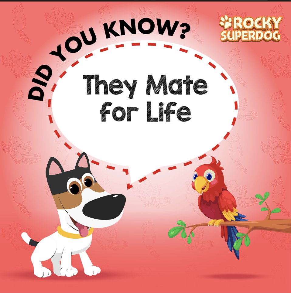 Parrots choose a mate and remain loyal for the entire mating season.💗🐦🦜

#rockysuperdog #rockysuperdogadventures #rocky #rockytips #rockytrivias #parrot #zoo #love #nature #pets #dogsandpals #animal #birds #bird #jungle #nature #jungle #island #travelers #worldwide