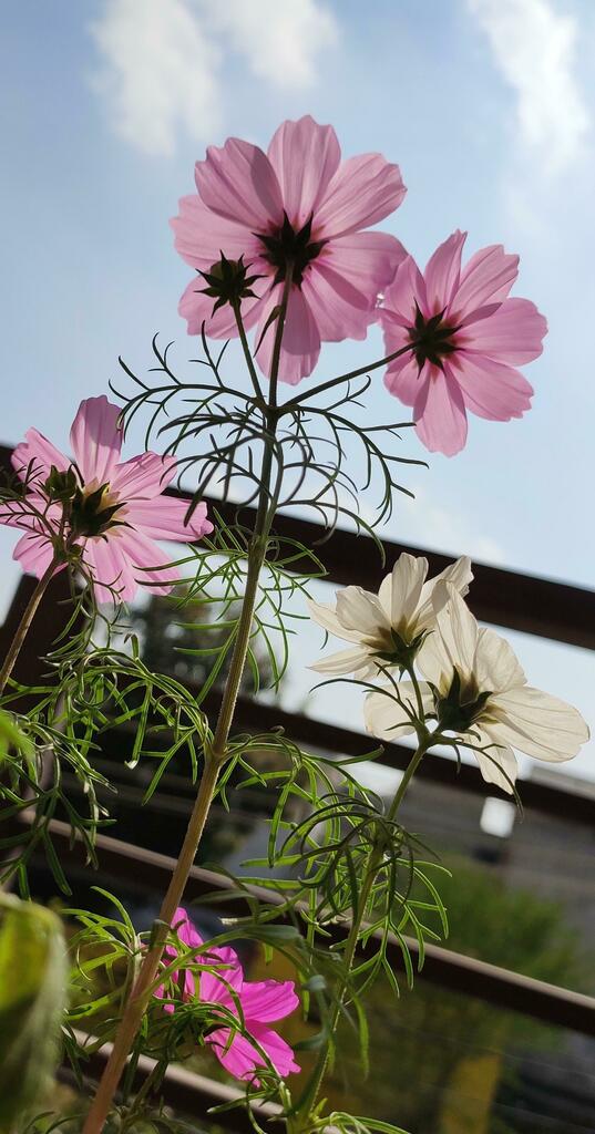cosmos