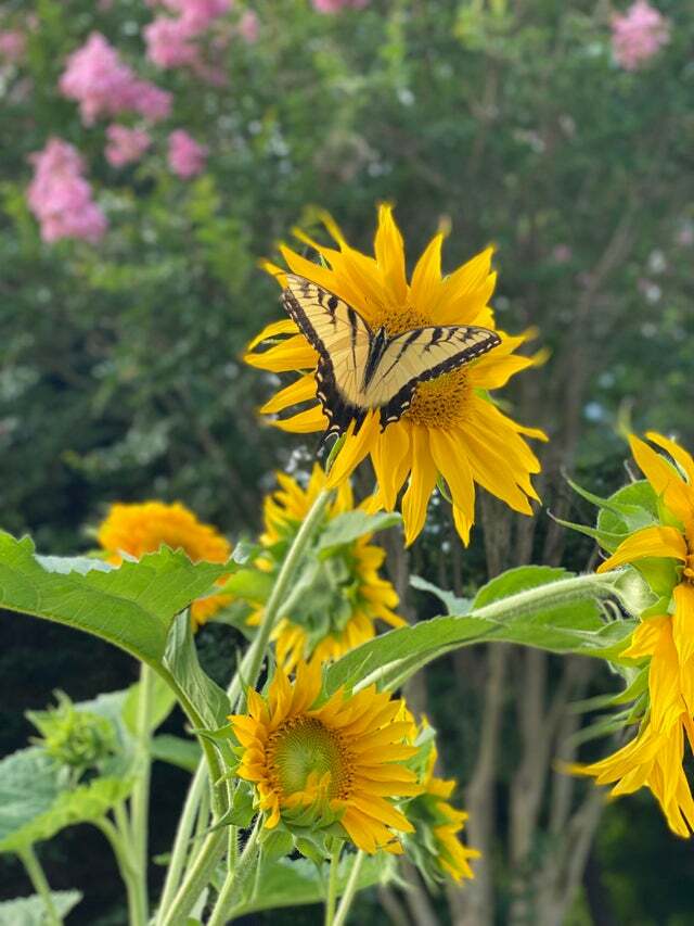 My favorite photo from my garden last summer. I saw the butterfly from my window (2nd photo) and thought it would be gone by the time I got outside. 🌻🦋