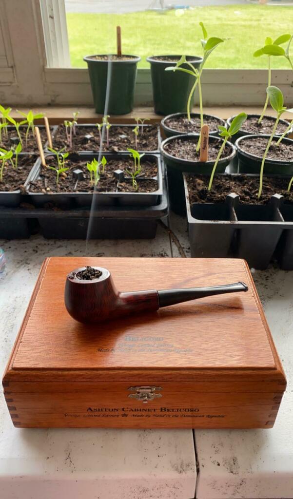 Moving Cucumbers from cells to pots while having a smoke. Living my best Hobbit life!