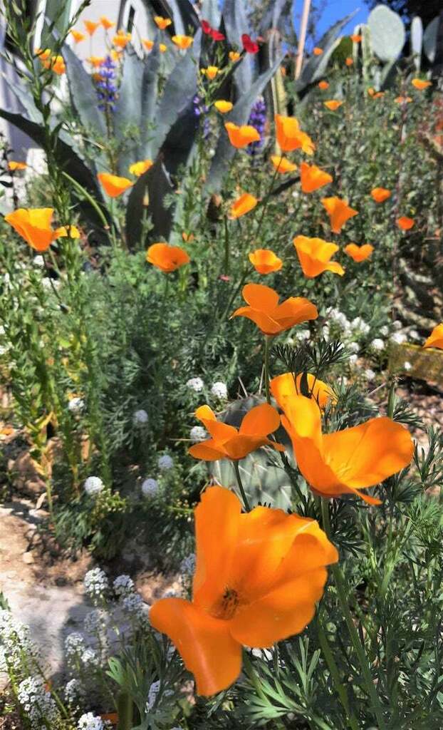 Wildflowers in my cactus garden. A super dry, sloped strip next to my house (southern california).