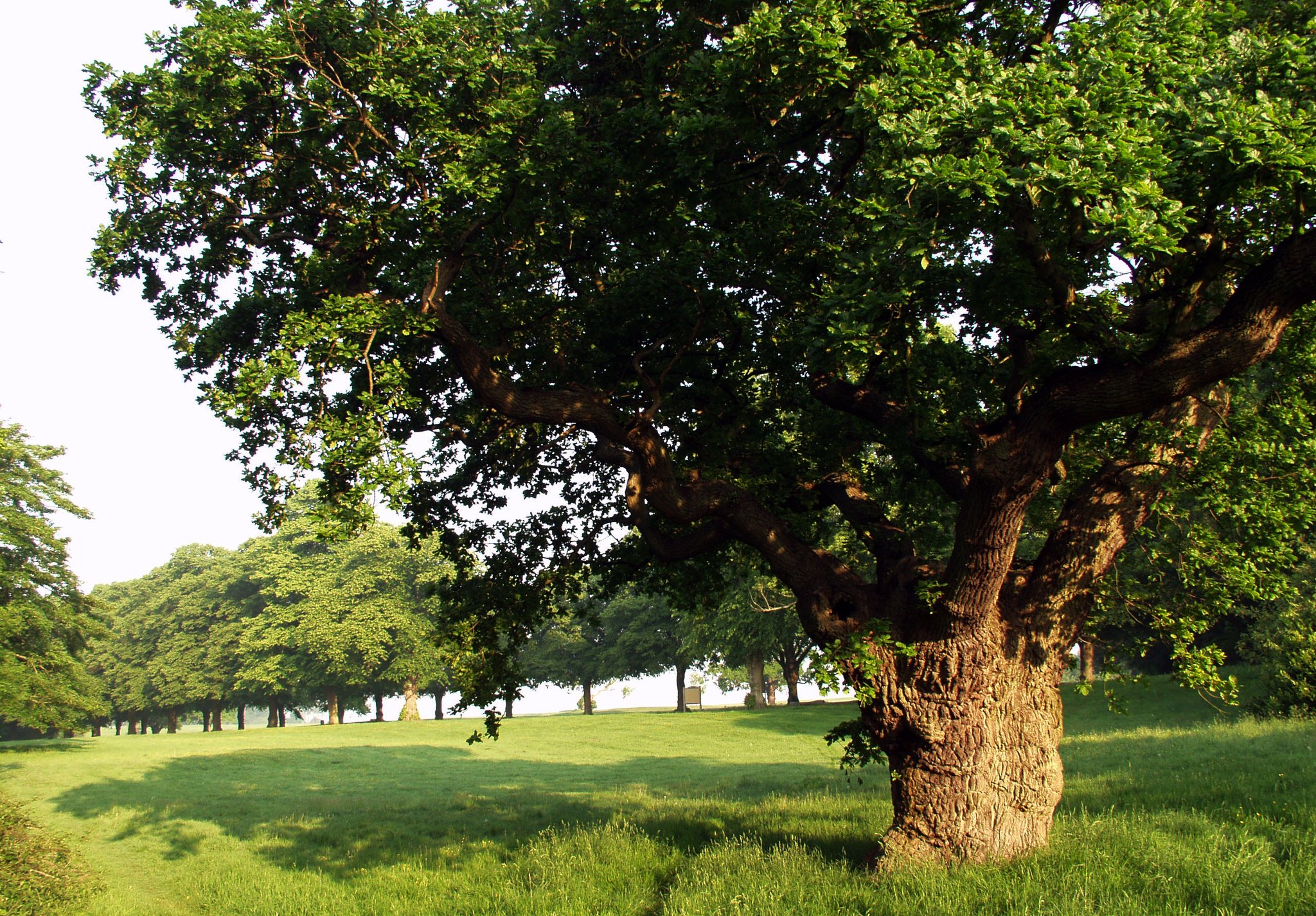 Bristol Parks on Twitter "We are currently recruiting for more Tree