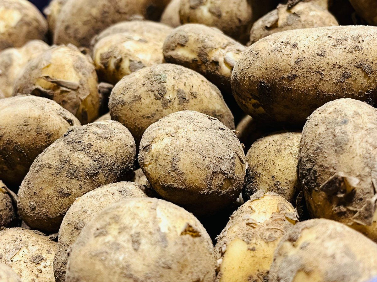 wellocksfood's tweet photo. Jersey Royals have now arrived from the @JerseyRoyalCo, hand-picked from Jersey's steep south-facing coastal slopes called côtils.

We also look forward to the arrival of our Special Branch Jersey Royals from Alan Rabet at the end of the month, stay tuned. https://t.co/KvRwN8h6bQ