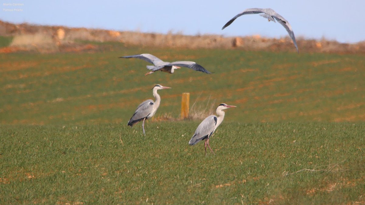 Cielos cubiertos.
Temperatura a las 9h  7.8°
Hace mucho que no las hemos fotografiado... 
#Garzareal #ardeacinerea 
Buen y feliz día para todos.
Viernes 11 de marzo.
