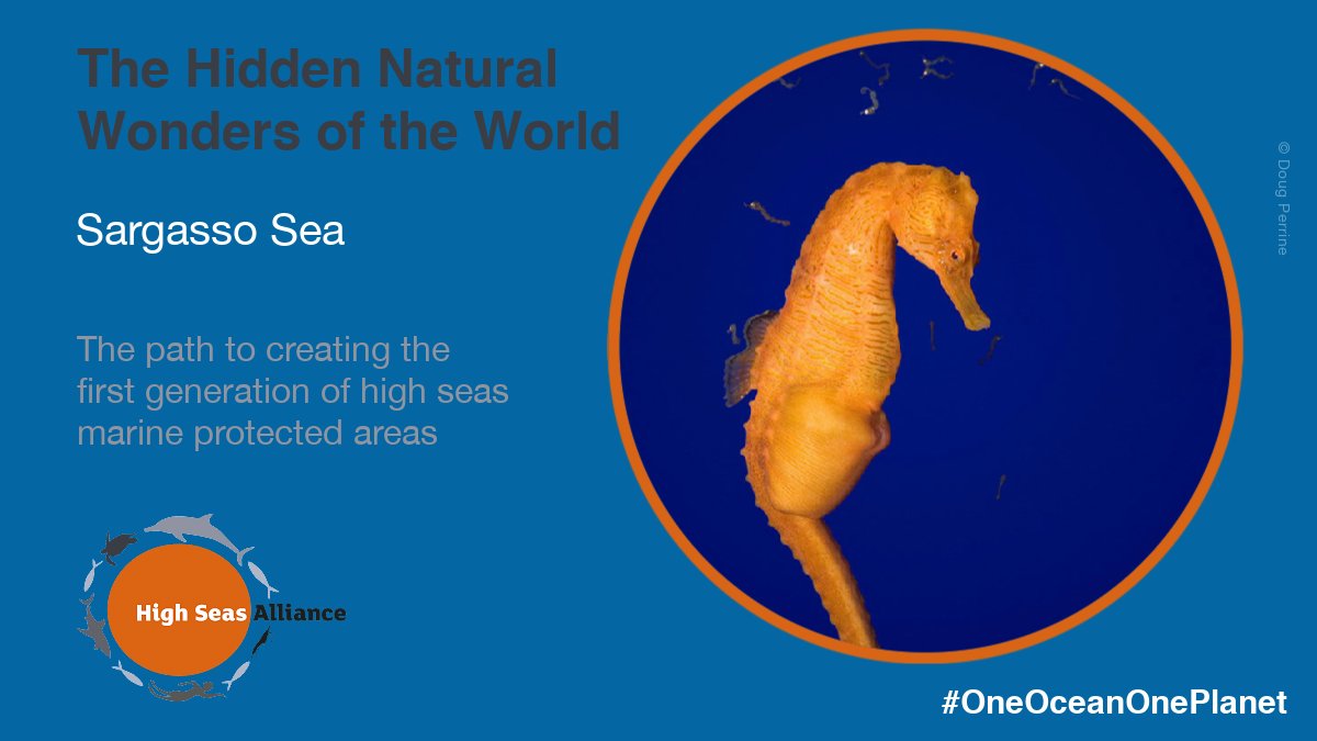HighSeasAllianc's tweet image. #DYK the Sargasso Sea is the only sea in the world that has no land borders? On the anniversary of the Hamilton Declaration, let’s come together to protect this unique area through a @UN #HighSeasTreaty. bit.ly/3kqGugk

#OneOceanOnePlanet #BBNJ #HighSeas