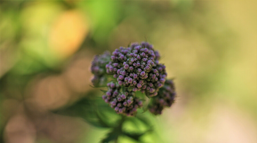 Стресс с побочным эффектом: почему опасен корвалол и валерьянка?

 Самостоятельное лечение стресса корвалолом и настойкой валерианы может принести человеку негативный эффект, считает врач-терапевт «Инвитро-Москва» Надежда Капнинская.Дело в том, что …
rusplt.ru/sdelano-russki…