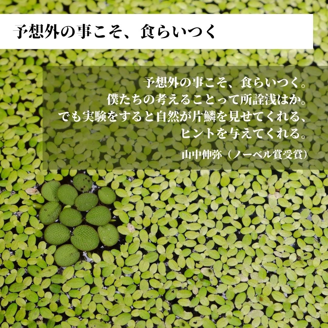 世界の名言 格言とイノベーション 新規事業の知恵 今日の言葉 予想外の事こそ 食らいつく 僕たちの考えることって所詮浅はか でも実験をすると自然が片鱗を見せてくれる ヒントを与えてくれる 山中伸弥 ノーベル賞受賞 プロフィール 世界の名言 格言とイノベーション 新規事業の知恵 今日の言葉 予想外の事こそ 食らいつく 僕たちの考えることって所詮浅はか でも実験をすると自然が片鱗を見せてくれる ヒントを与えてくれる 山中伸弥 ノーベル賞受賞 プロフィール