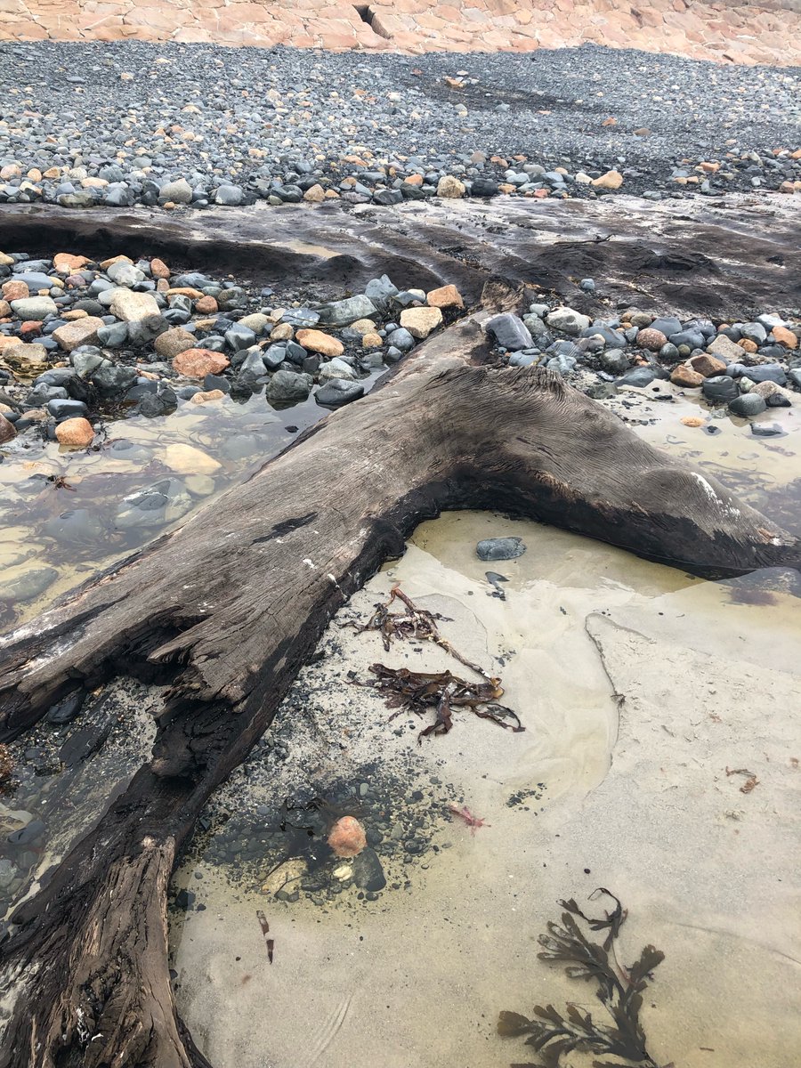 aspiring Jersey Island Geopark tweet media