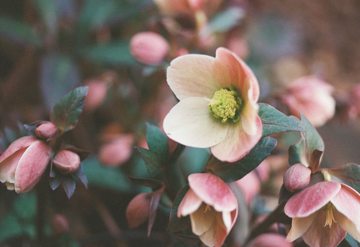 父のクリスマスローズ