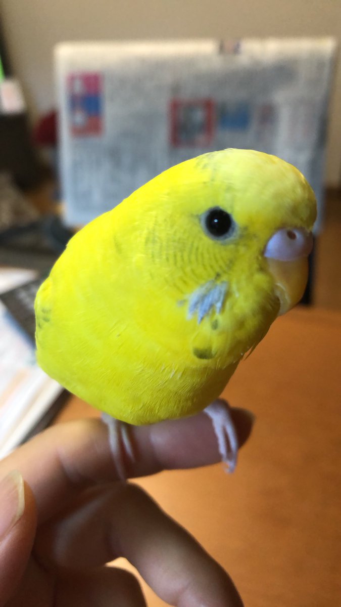 実家で買っていたインコが誤って外に出てしまいました 黄色のインコで名前は きいちゃん 手乗りでよく慣れていて きぃくん かっこいい 等と喋ります 場所は東京の北区中十条の一軒家から出ていきました 心当たりのある方はご連絡下さい 迷子インコ 北区 北区 実家で買っていたインコが誤って外に出てしまいました 黄色のインコで名前は きいちゃん 手乗りでよく慣れていて きぃくん かっこいい 等と喋ります 場所は東京の北区中十条の一軒家から出ていきました 心当たりのある方はご連絡下さい 迷子インコ 北区 北区
