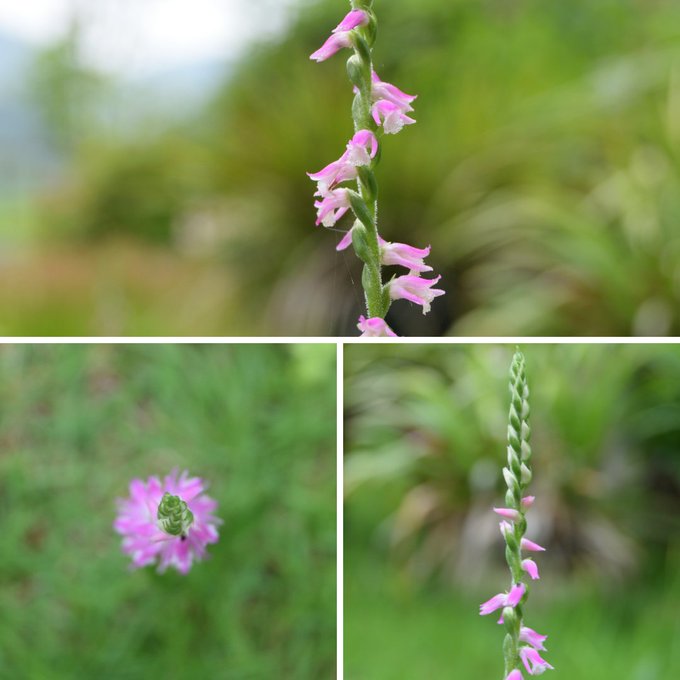 ネジバナ 捩花 とは 特徴や花言葉から育て方まで全て解説 Midorito