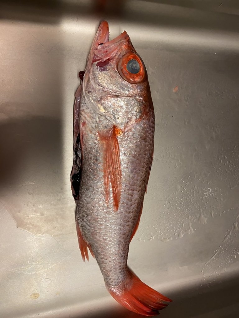 那覇女子会 Twitter Search Twitter