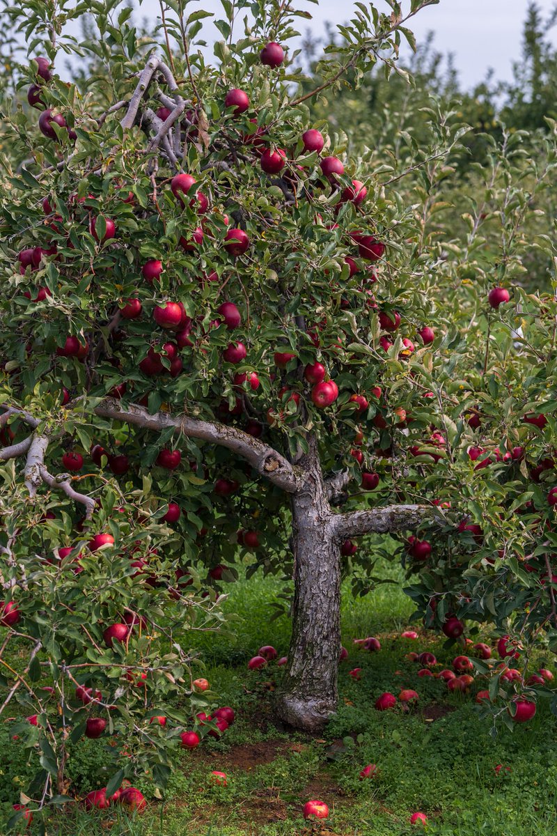 BFTWildlife's tweet photo. Next Thursday 17th March we will be running a fruit tree pruning workshop at #Crailing community orchard.  Beginners and experienced welcome. 

We are in need of bypass pruners and loppers if you have any you could lend us for the day 
Pm if you would like to join us https://t.co/NIThnrpWzb